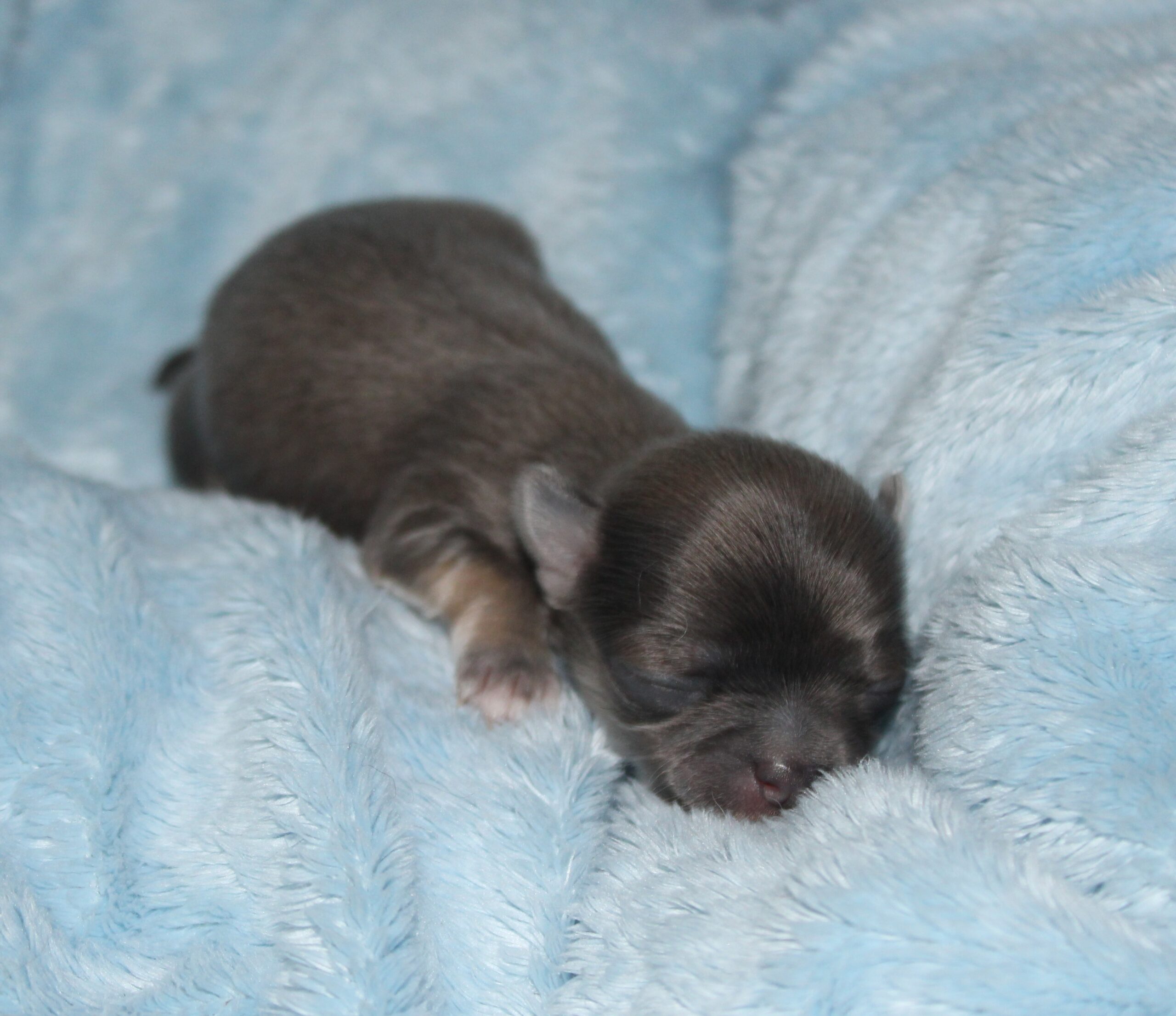 petit chihuahua mâle fauve