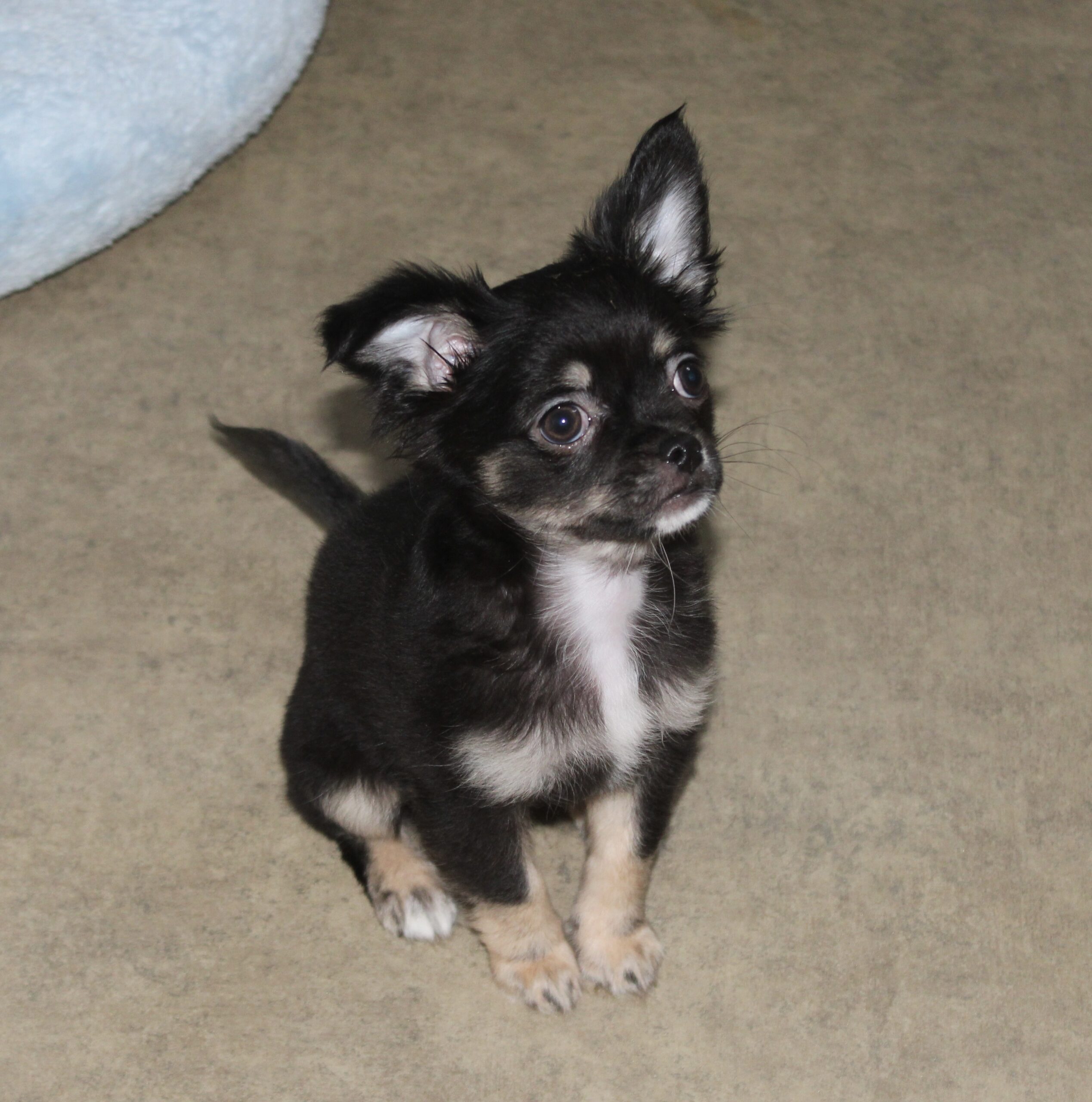 femelle chihuahua noir et feu