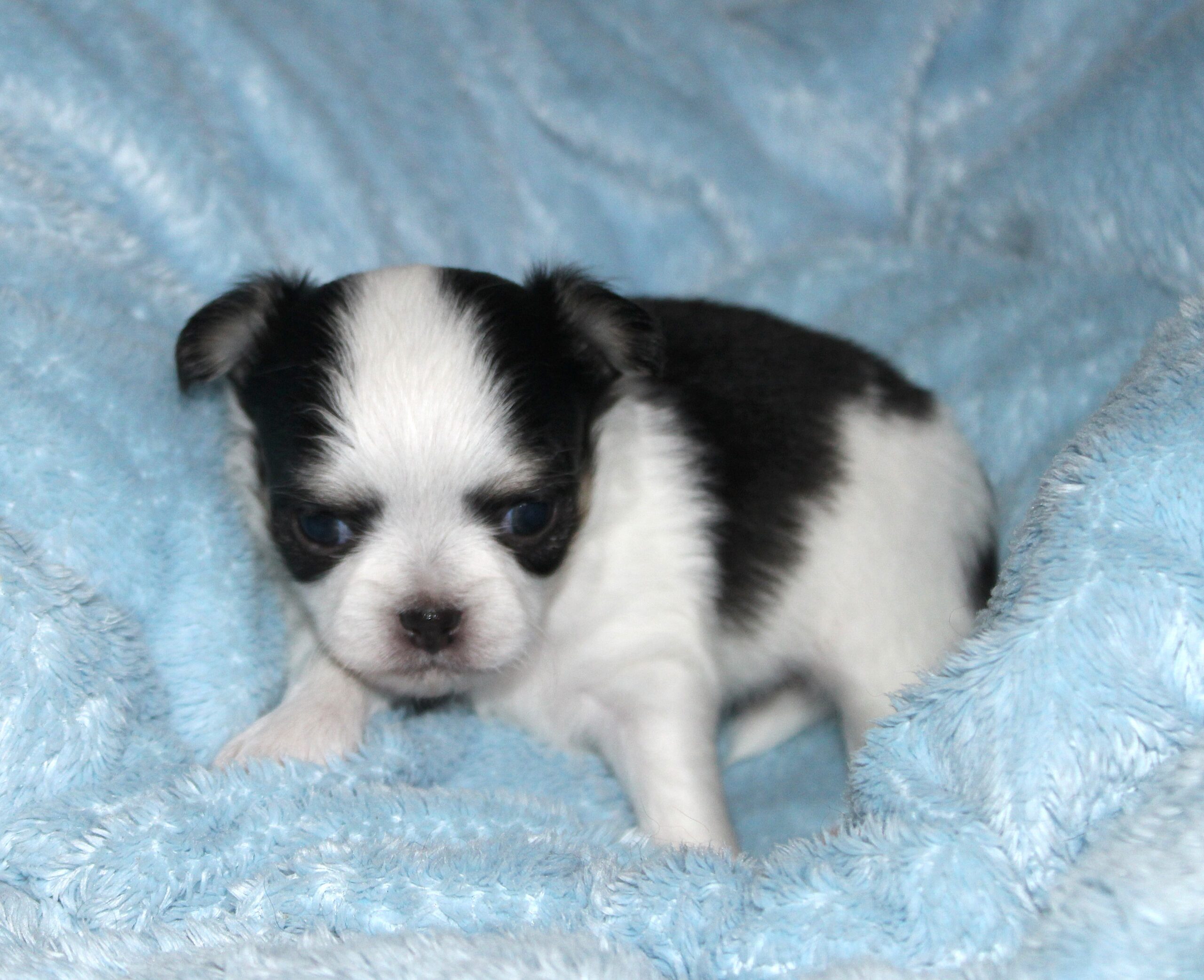 petite femelle chihuahua noir et blanc