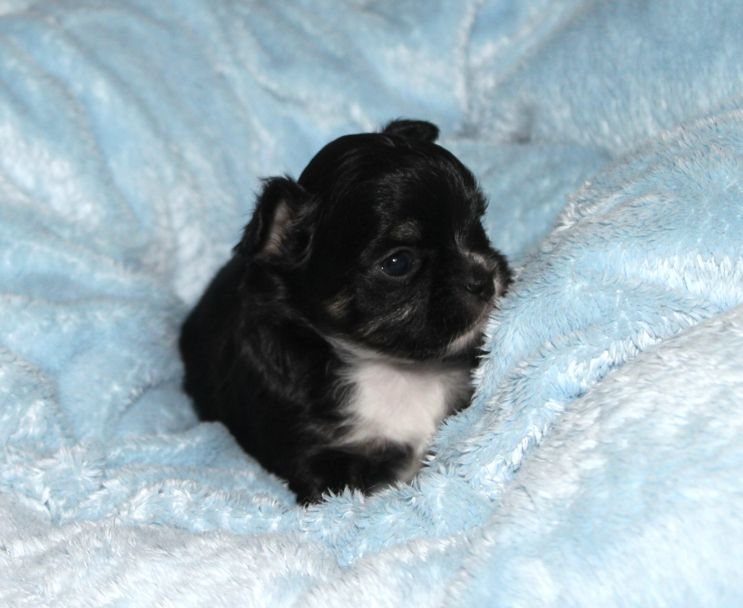 petite femelle cihuahua