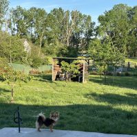 Elevage de chihuahuas LOF en Sologne